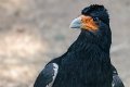 rapace05