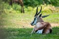 sitatunga001