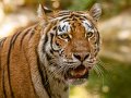 tigre013