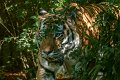 tigre014