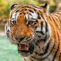 tigre015