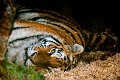 tigre017
