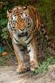 tigre023