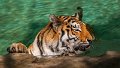 tigre_a_mollo06
