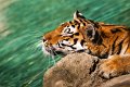tigre_a_mollo07