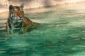 tigre_a_mollo08