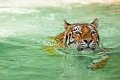 tigre_a_mollo09