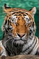 tigre_a_mollo10