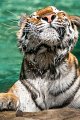 tigre_a_mollo11