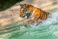 tigre_a_mollo14