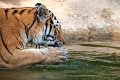 tigre_a_mollo17