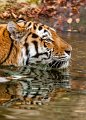 tigre_a_mollo18