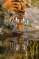 tigre_beve01