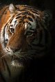 tigre_neve01b