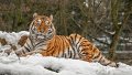 tigre_neve02