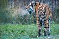 tigre_neve04