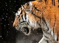 tigre_neve05