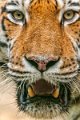 tigre_pp02