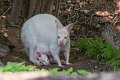 wallaby01