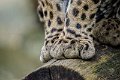 zampotte_ocelot