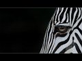 zebra_part01