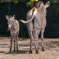 zebre01