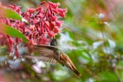 2023-colibri001