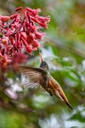 2023-colibri002