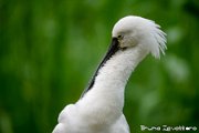 BRU_6273