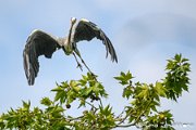 BRU_6491