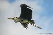 BRU_6514