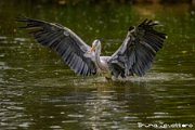 BRU_6774-Modifica