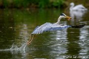 BRU_6986-Modifica