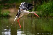 BRU_7093-Modifica