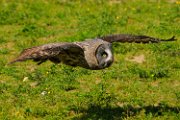 allocco_lapponia09