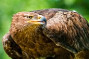 aquila03
