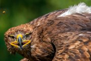 aquila07