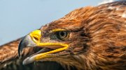 aquila08