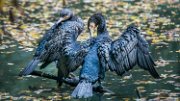 cormorani16-02