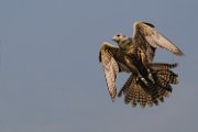 falco_ibrido03c