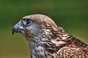 falco_ibrido06_hdr_flickr