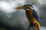 martin_pescatore01