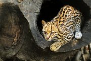 ocelot