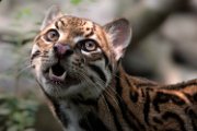 ocelot09