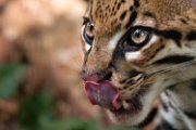 ocelot10