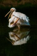 pellicani002