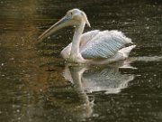 pellicano005