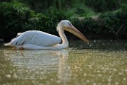 pellicano_d3_02