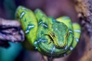 serpente01