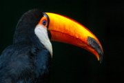 tucano03